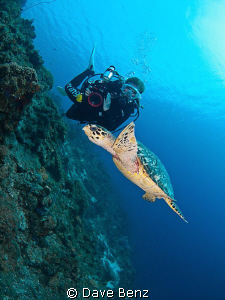 Amazing dive with my underwatermodel Mel and a curious tu... by Dave Benz 